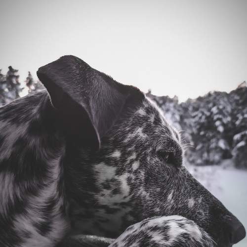 Photo #6000388