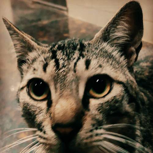 Cute cat