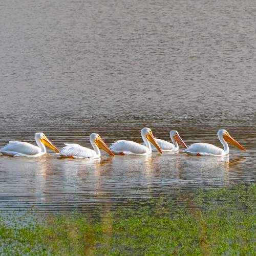 Photo #6002490