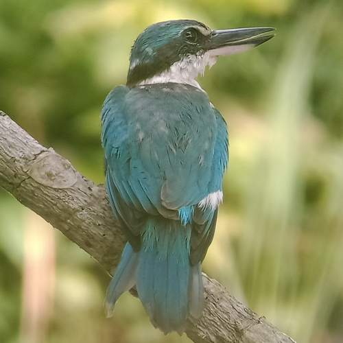 Collared Kingfisher