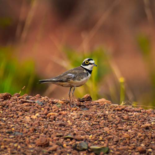 Photo #6003971