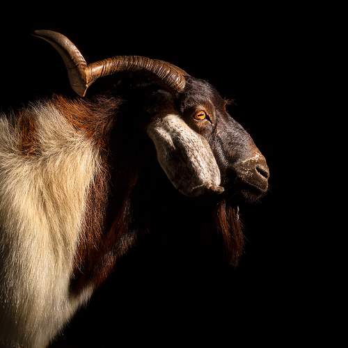 Photo #6005041