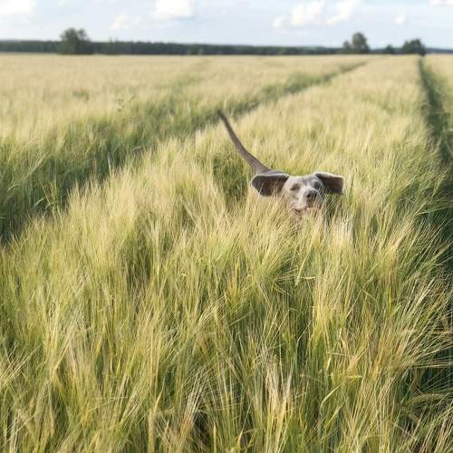 Photo #6006955