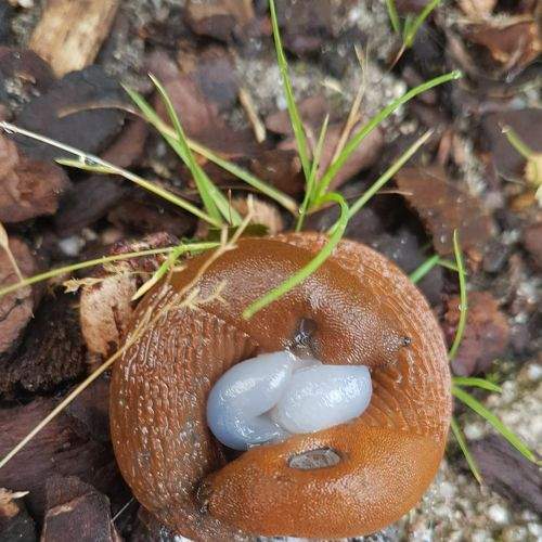 крепкая семья