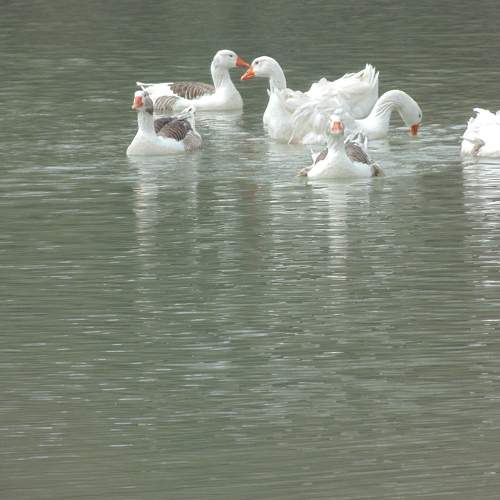 Photo #6007904