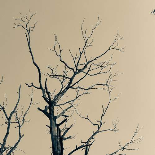 Roughness of nature