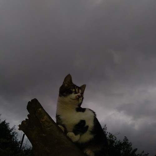 Photo #6009110
