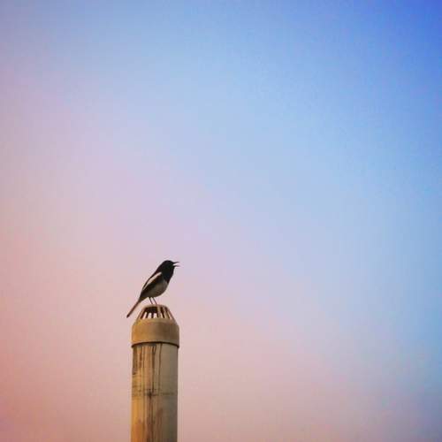Ornaments of sky