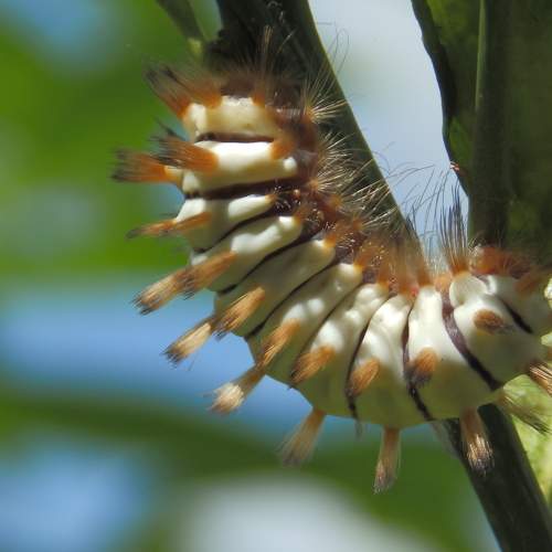 NATURALEZA VIVA