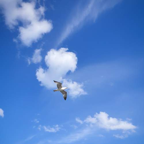 Freedom of flying