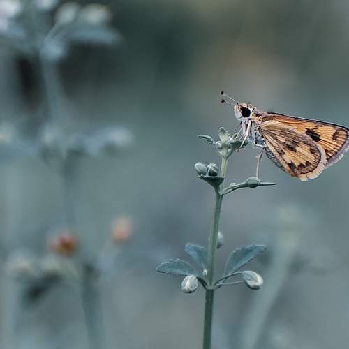 Photo #6016316