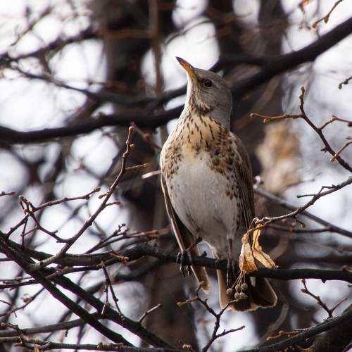 Photo #6016632