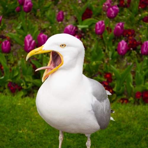 Am hungry