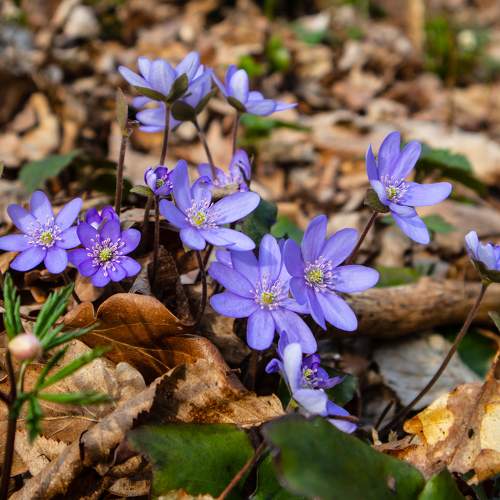 Liverworth (Anemone Hepatica)