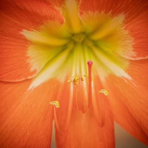 Photo #6020899