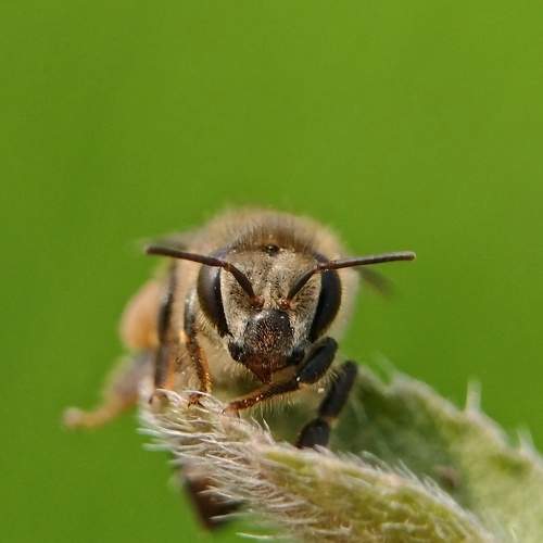 Bee eye