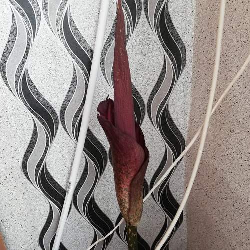 Photo #6025444
