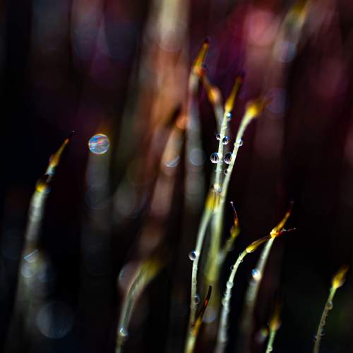 Morning dew