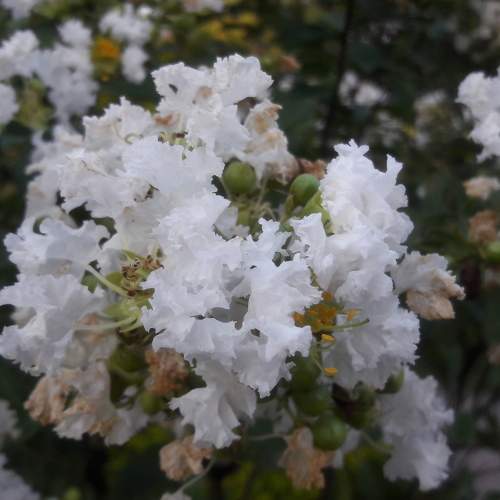 Myrtle Bloom