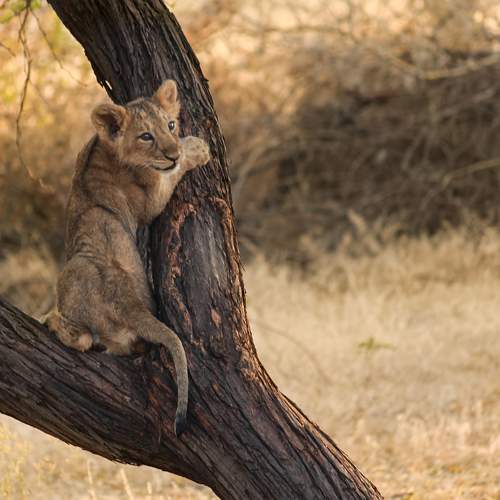Simba playing on the tree
