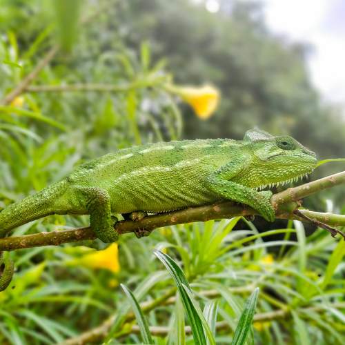 Chameleon