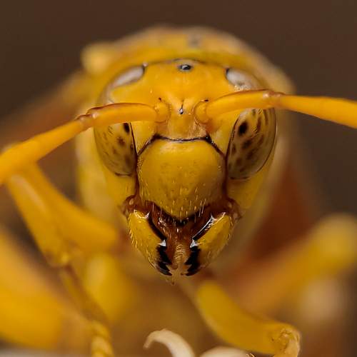 Portrait of Polistes flavus.