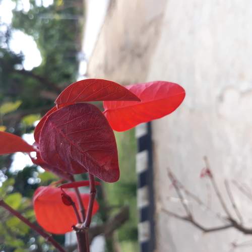 Natures bloom in r3d