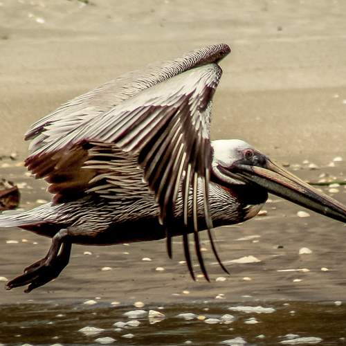 Flight of the Pelican