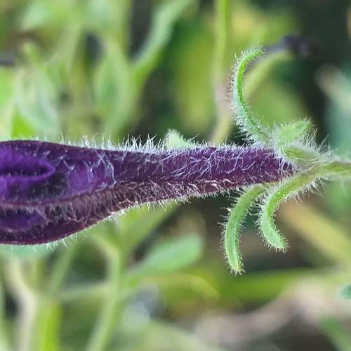 Beautiful flower  bud