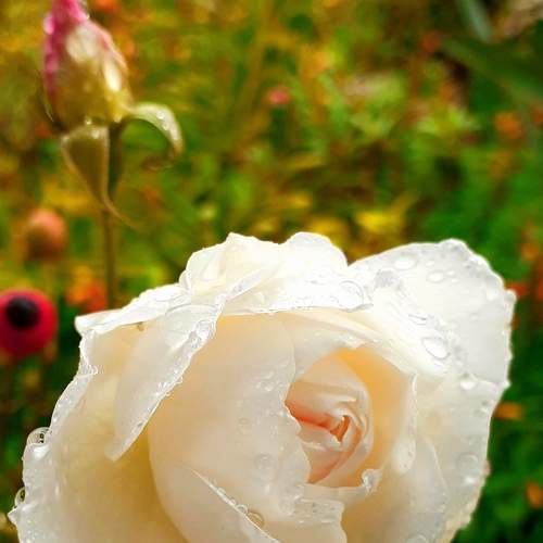 rose