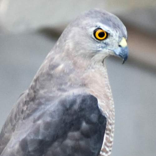 Photo #6036625
