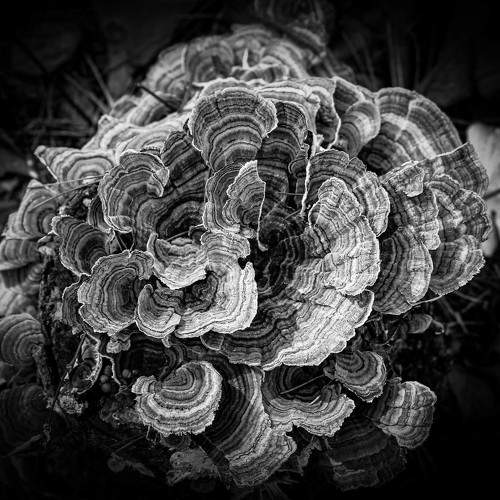 Turkey Tail 5