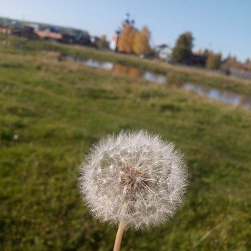 Dandelion