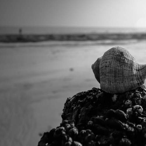 Shell