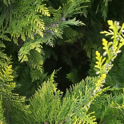 Green Portal