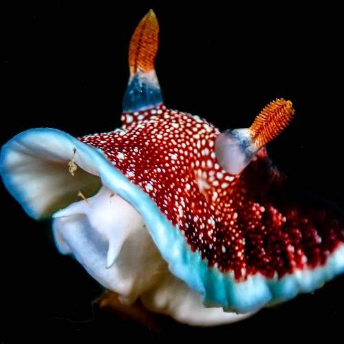 Nudibranch
