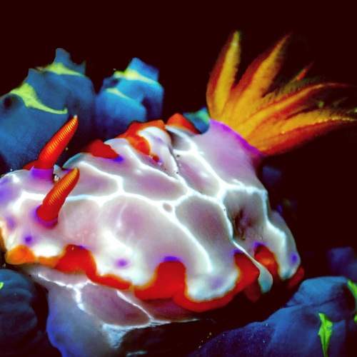 Nudibranch