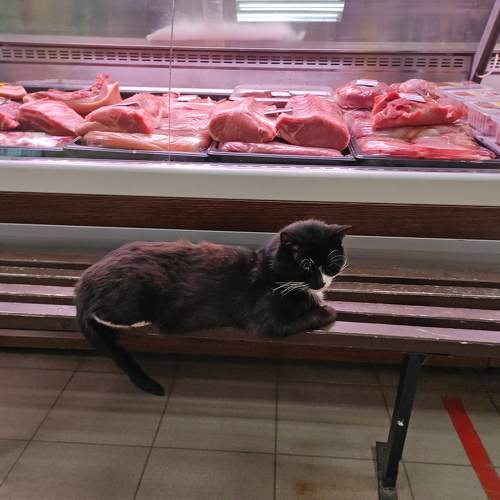 Photo #6047350