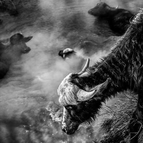 Photo #6047440