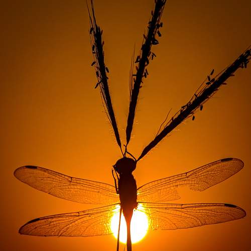 The Dragonfly- golden hours beauty