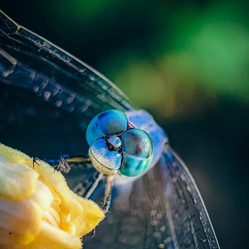 The chalky percher Dragonfly