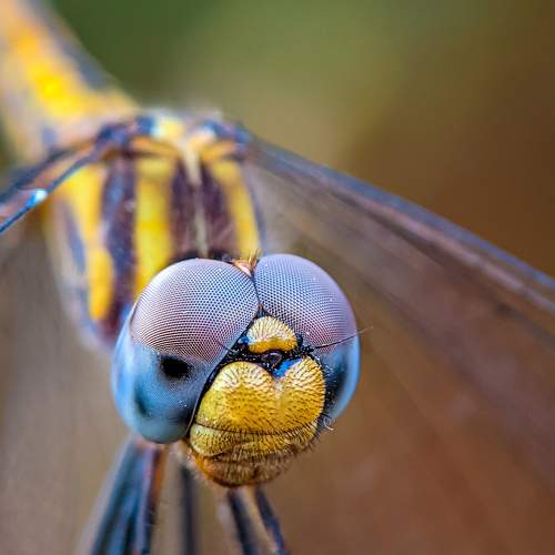 The Dragonfly