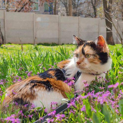 Photo #6051341