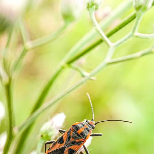 insects and wildflowers