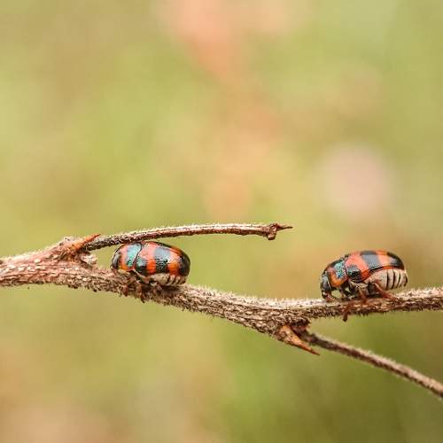 Beetle stuck