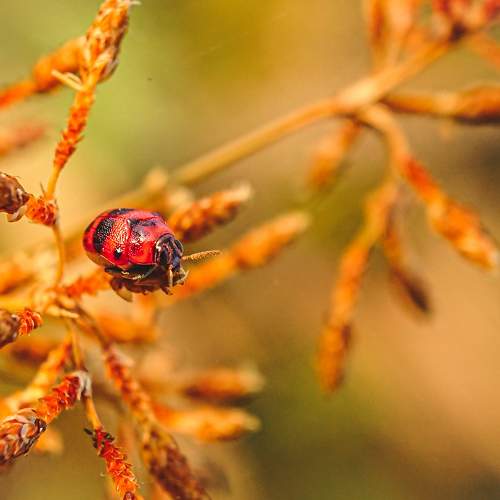 The twilight beetle