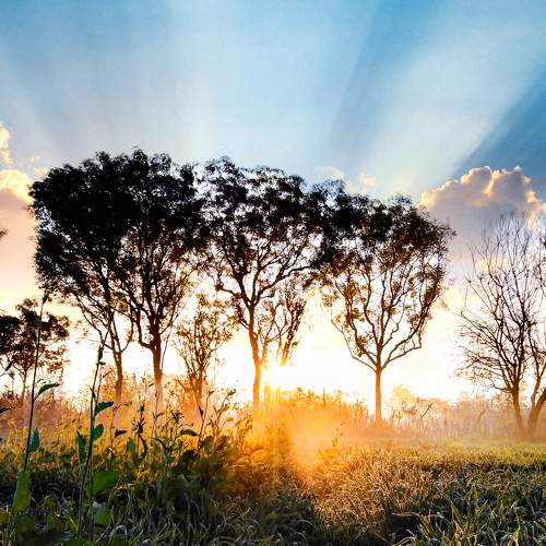 Fields of gold