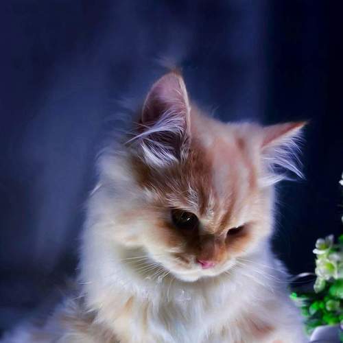 Photo #6054080