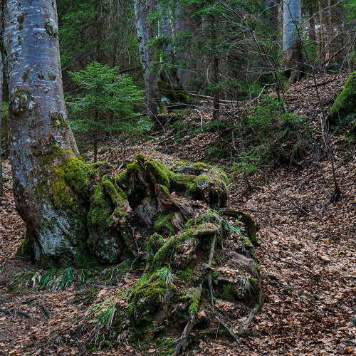 Photo #6060604