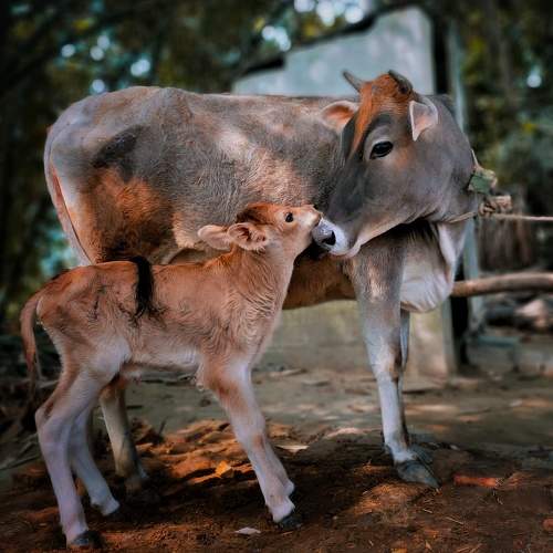 Photo #6062239